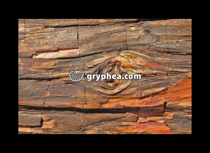 Petrified tree (Arizona, USA) - gryphea.org